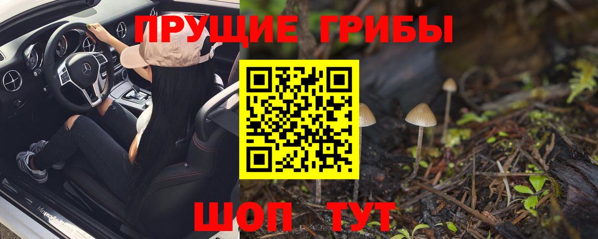 Псилоцибиновые грибы Psilocybe Северобайкальск